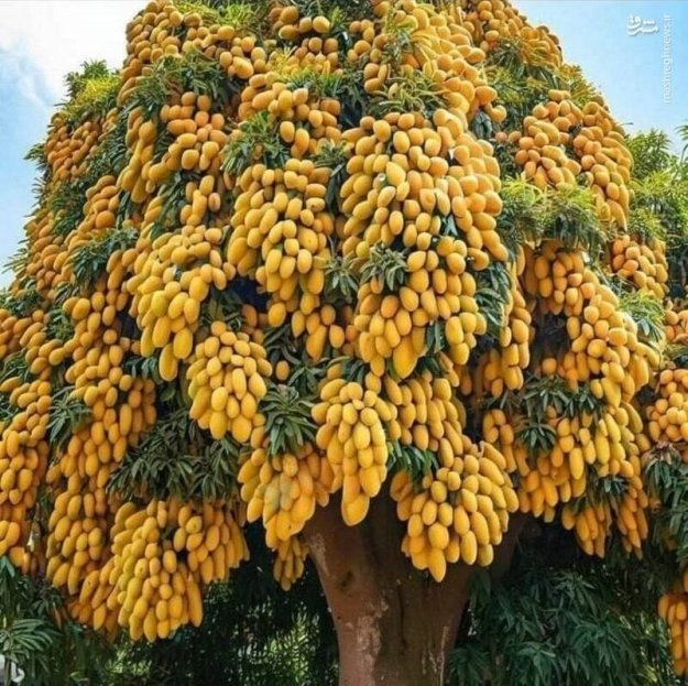 ایران پرس نیوز